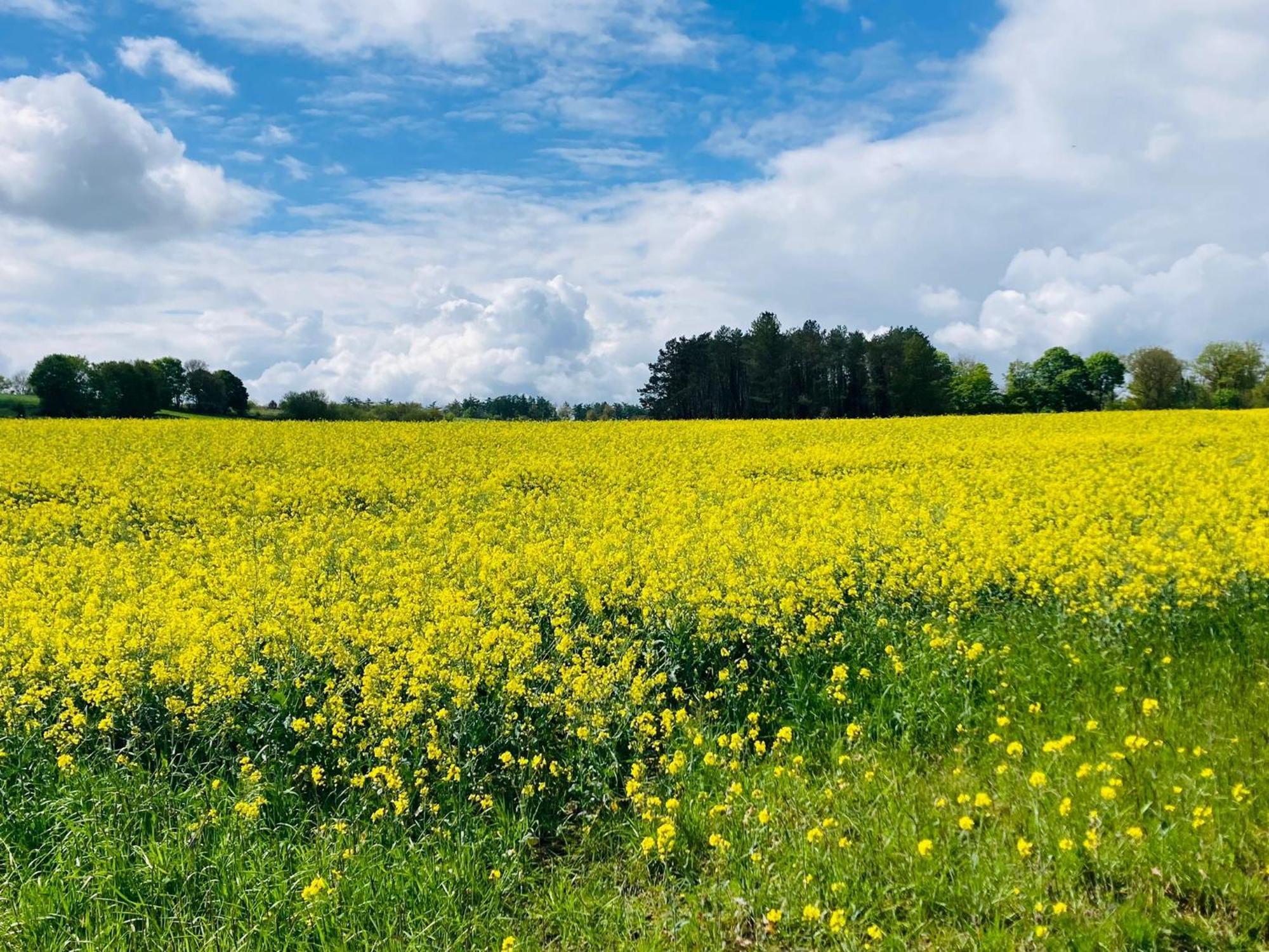 Woody Lodge - Duplex Nature Bonsoy Ardennes Hastiere-par-dela ภายนอก รูปภาพ
