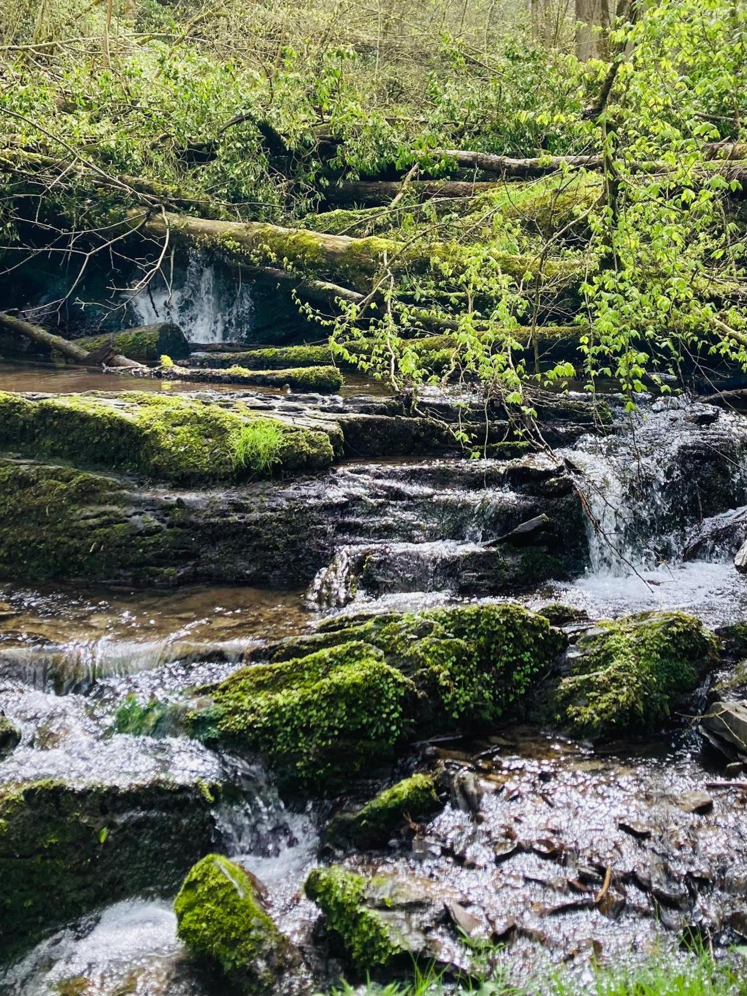 Woody Lodge - Duplex Nature Bonsoy Ardennes Hastiere-par-dela ภายนอก รูปภาพ